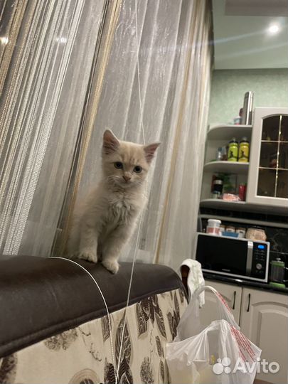 Котенок в добрые руки