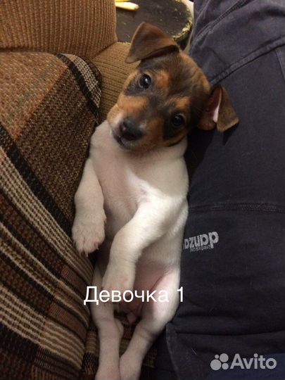 Щенки джек Рассел терьер