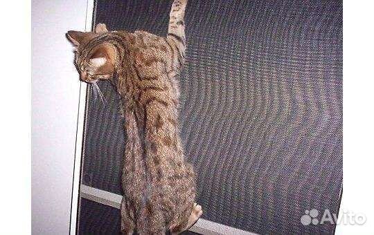 Москитная сетка антикошка