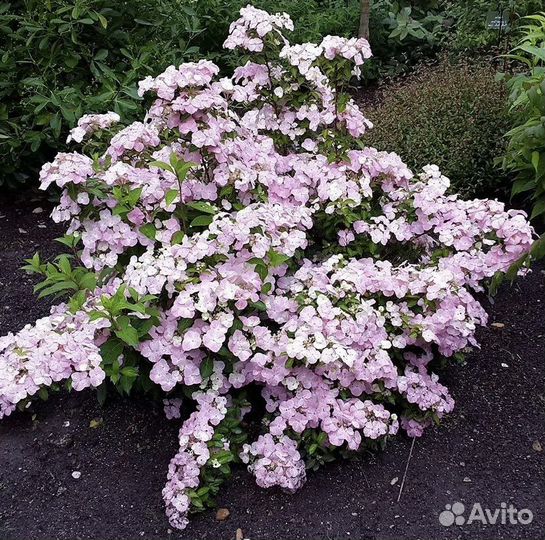 Гортензия French bolero