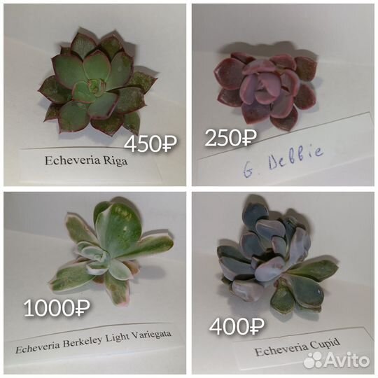 Гастерии хавортии эхеверии суккуленты