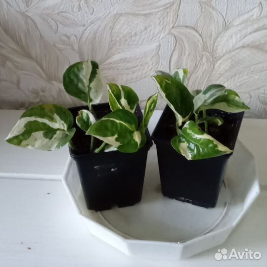 Сциндапсусы