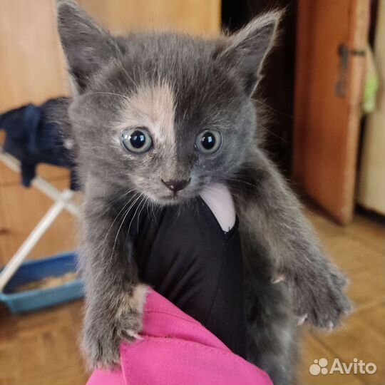 Кошки котята