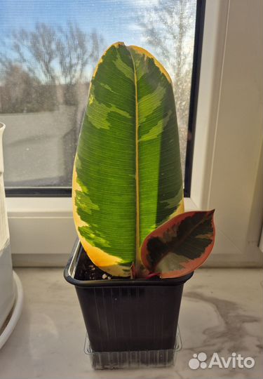 Фикус эластика тинеке