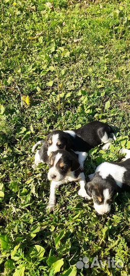 Эстонская гончая щенки