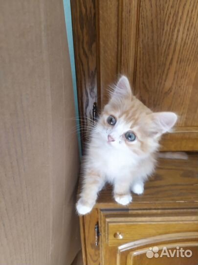 Рыжий котенок