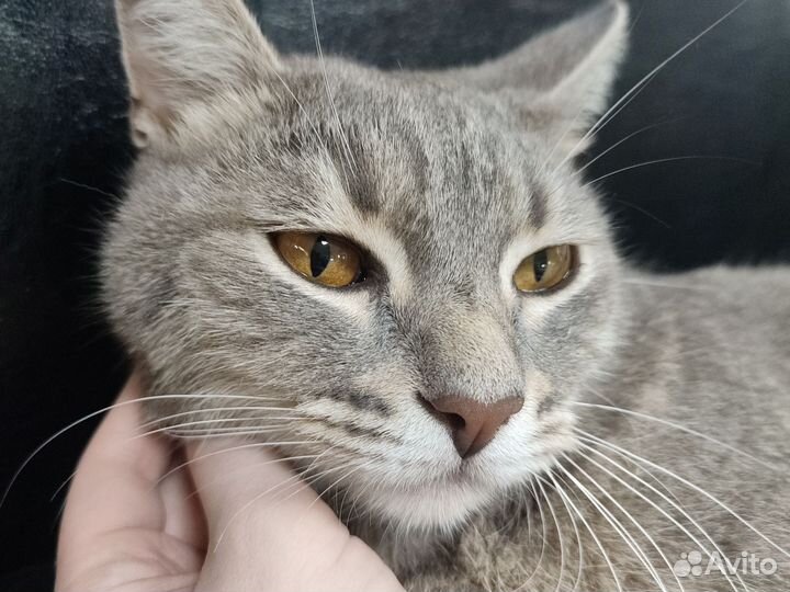 Кот бесплатно