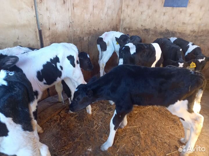 Бычки бычки