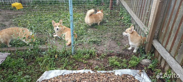 Вельш-корги пемброк молодые