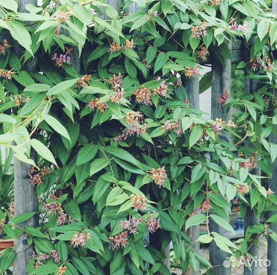 Декоративные растения для сада