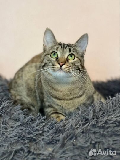 Молодая кошечка в добрые руки