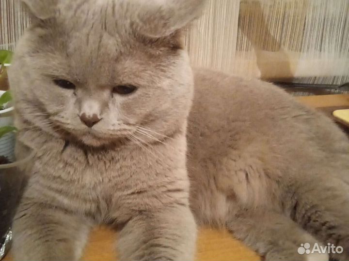 Британский кот вязка