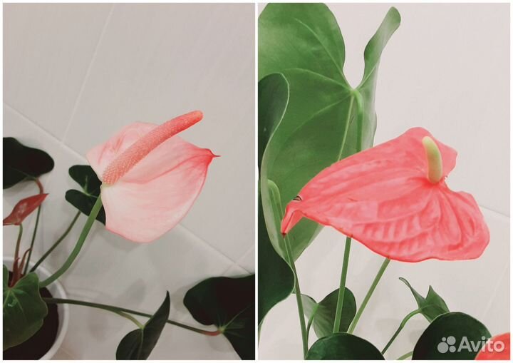 Антуриум Принцесса Амалия Элеганс/Калифорния