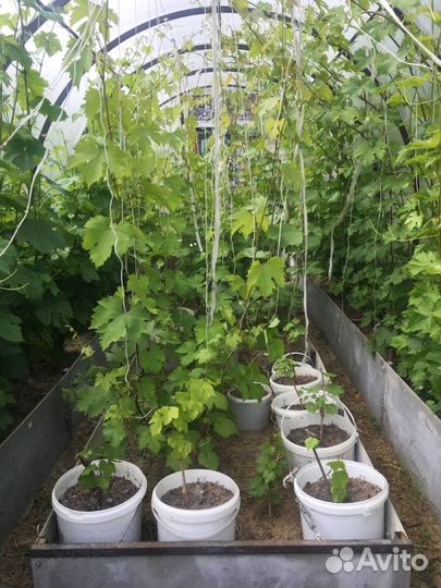 Саженцы крупного столового винограда для теплиц