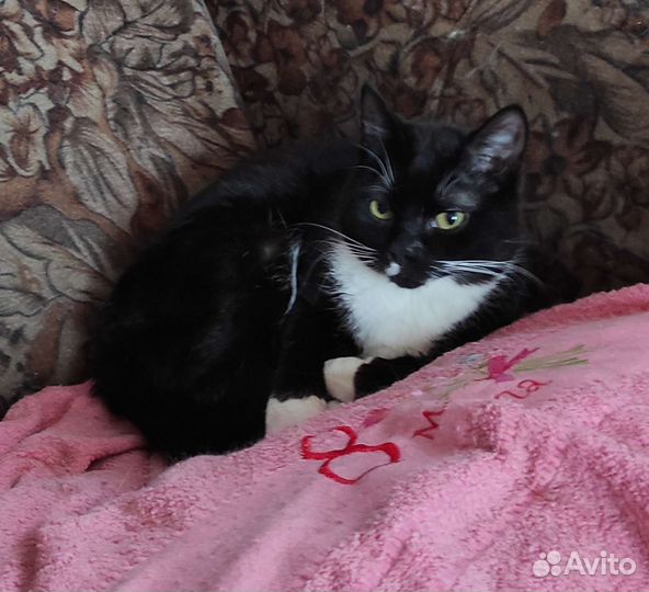 Коты и кошки приюта