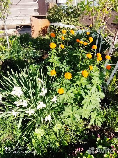 Нарциссы и тюльпаны (луковицы)