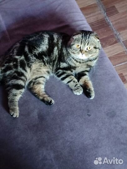 Шотландский кот вязка