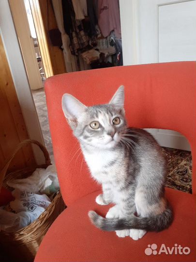 Котенок девочка бесплатно
