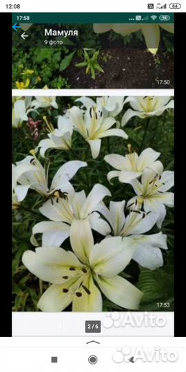 Лилии белые