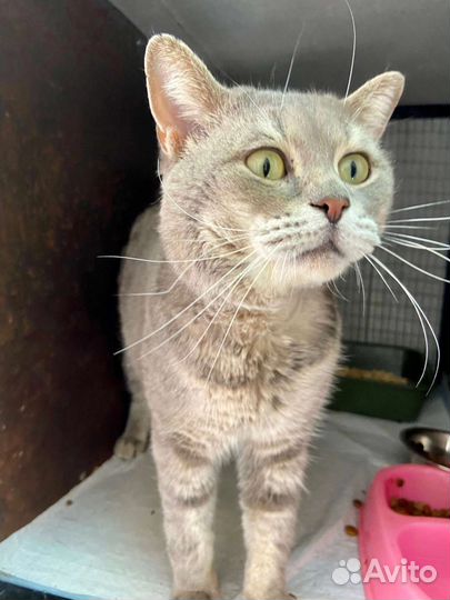 Кот несчастный