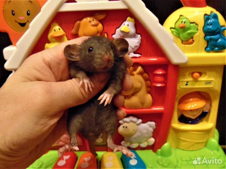 Крысы,крысята очаровашки,малыши - питомник, клетки