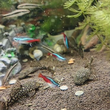 Анциструсы подростки