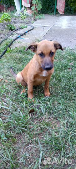 Девочка хочет в семью