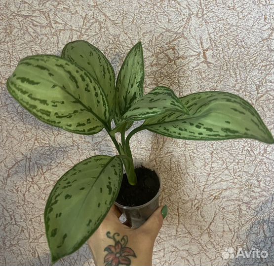 Комнатные растения цветы