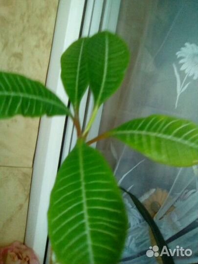 Цветы разные