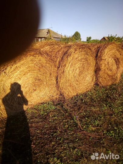 Сено в тюках