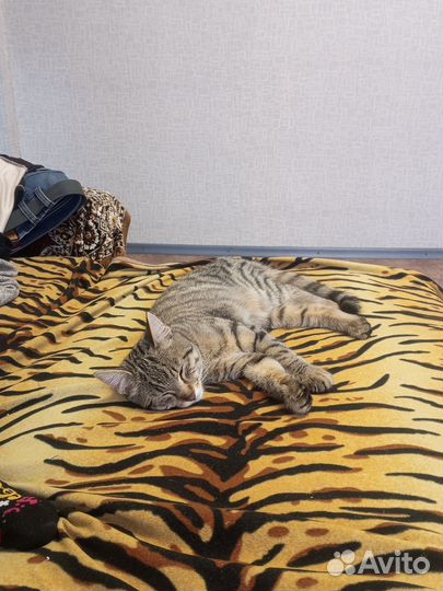 Отдам бесплатно кота