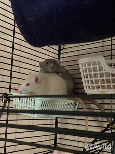 Клетка с Крысами