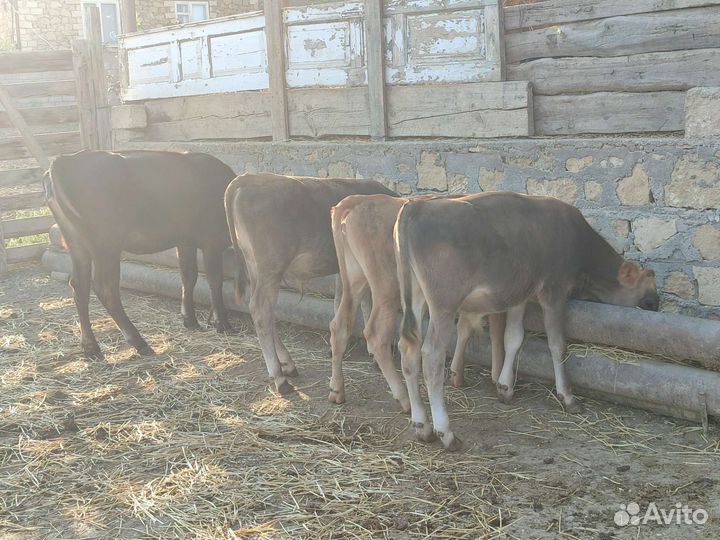 Телята Барашки