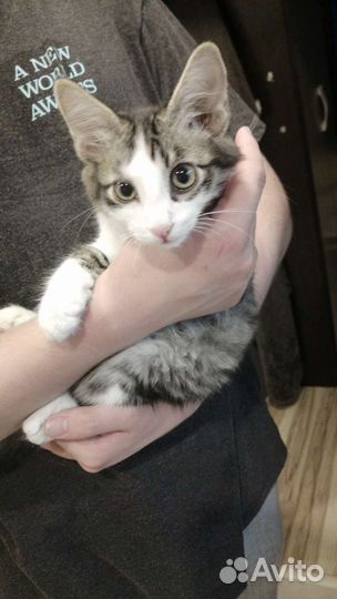 Котенок сибирской кошки