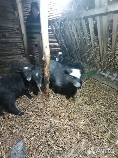 Бараны,овцы