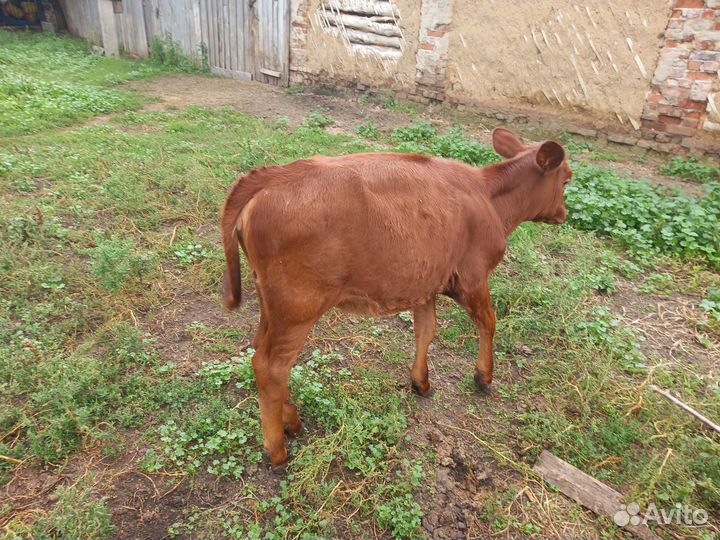 Тёлка 4 месяца