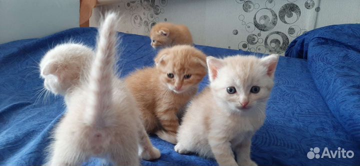Котята в добрые руки бесплатно