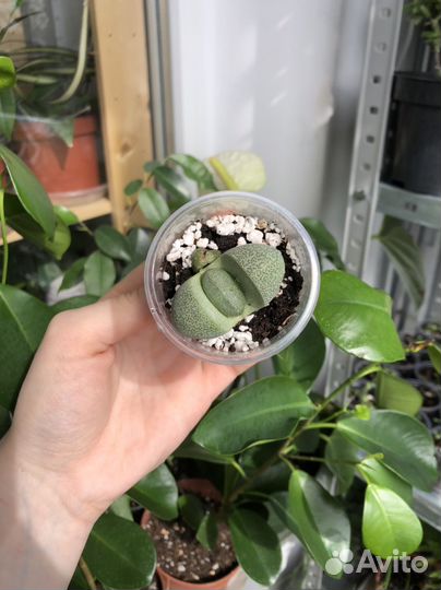 Плейоспилос Нелли