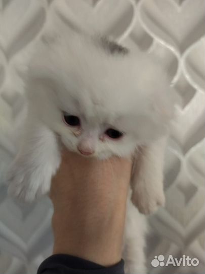 Вислоухие котята,два мальчика,две девочки