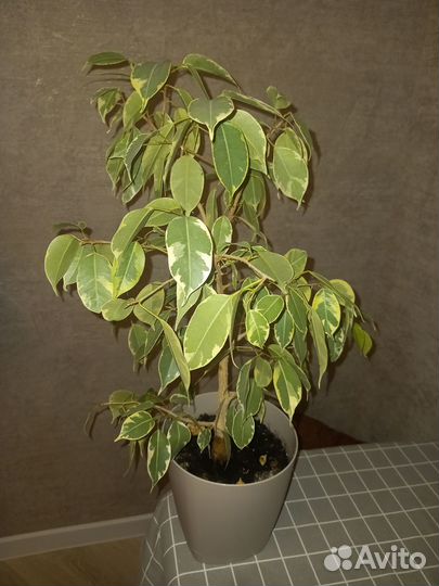 Фикус бенджамина