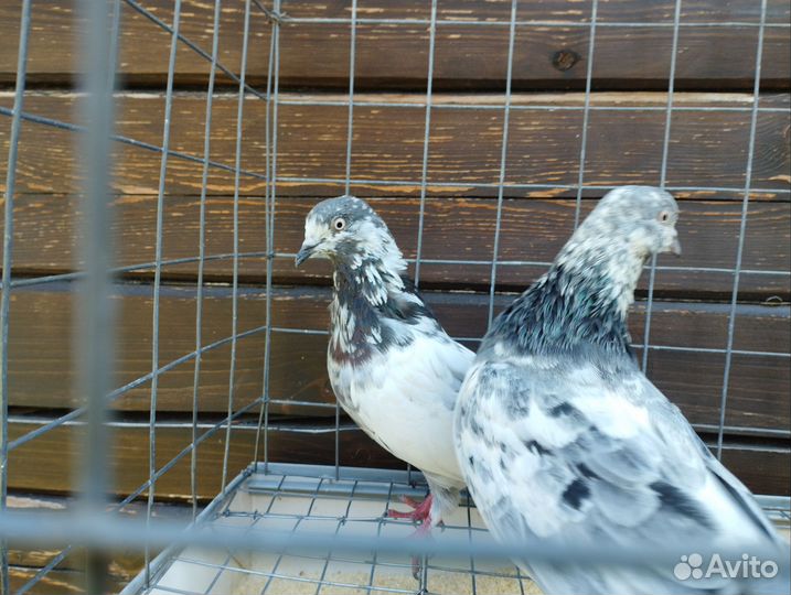 Голуби пакистанцы