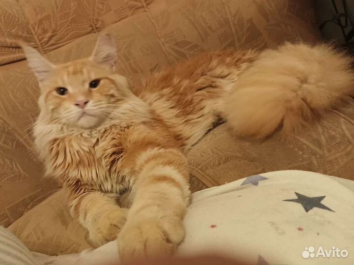 Мейн-кун котик подросток очень крупный