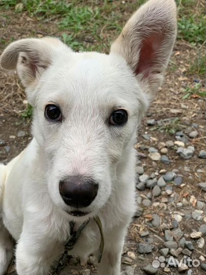 Щенок ищет дом