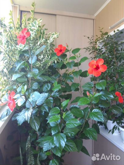 Домашние цветы