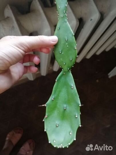 Комнатные растения цветы в ассортименте