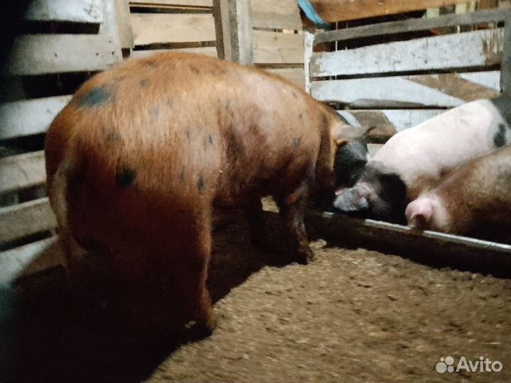 Свиноматка