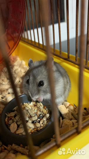 Джунгарские хомяки с клеткой