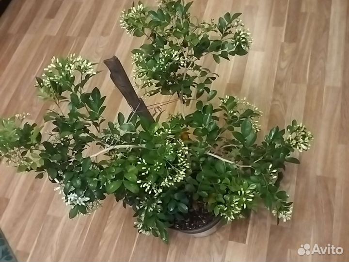 Саженцы Муррайи Метельчатой