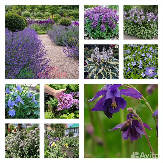Цветы фиолетовые