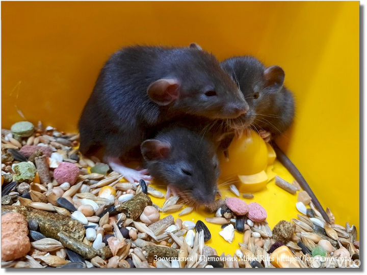 Крысы. Крысята (черные) Дамбо